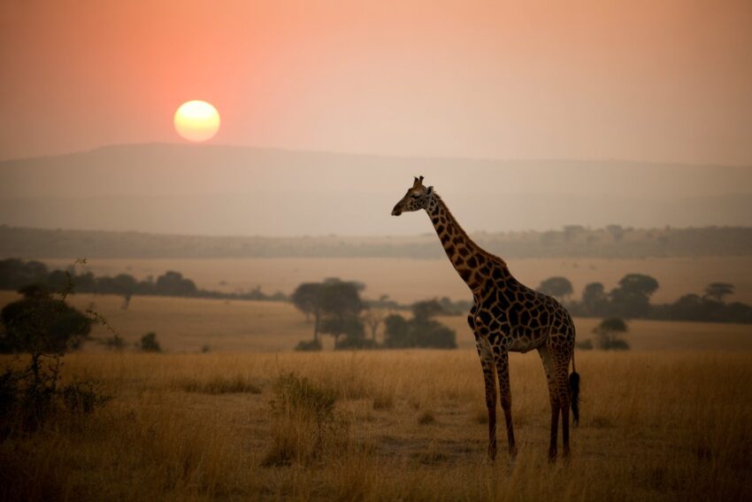 Kenya - travel and tour world