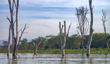 Kenya's lake levels are rising at historic rates, threatening local communities with potential displacement.