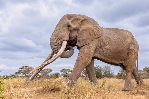 Conservation icon Craig: Kenya seeks to bring back to life deceased elephant's glory