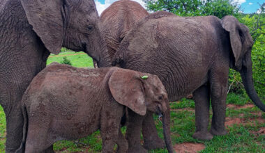 Rescued elephant calf in Zimbabwe gets a second chance