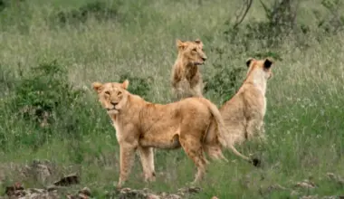 KWS recaptures two lionesses that escaped from Nairobi National Park