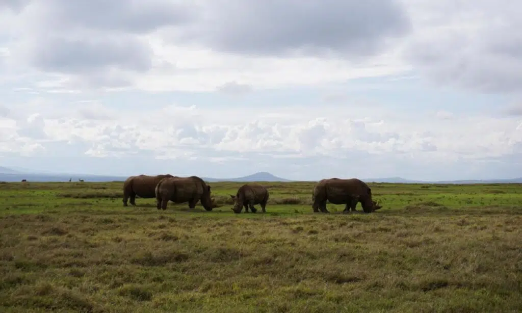 Los rinocerontes ya no son víctimas de la caza furtiva en Kenia porque la tecnología transformó la conservación en el país africano (WWF)