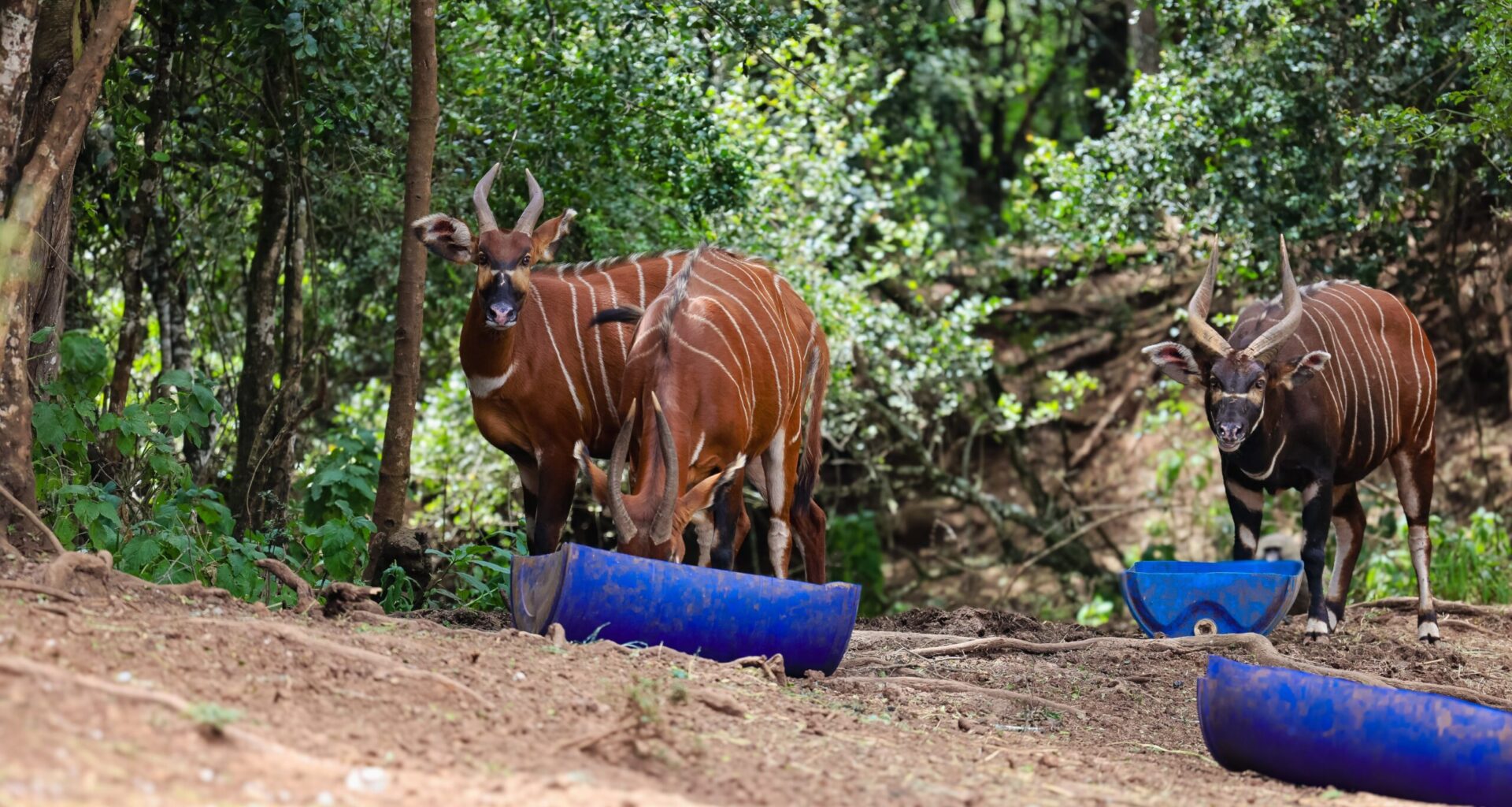 Satellite technology boosts Mountain Bongo conservation
