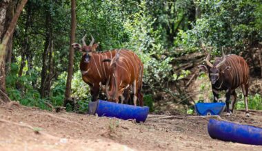 Satellite technology boosts Mountain Bongo conservation