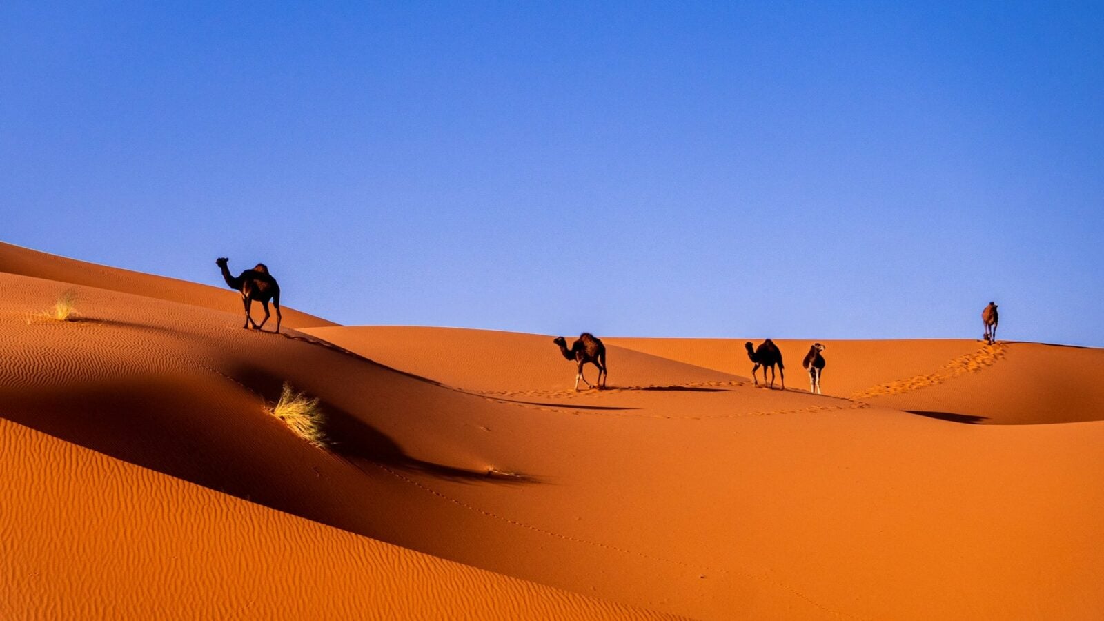 Pourquoi les pluies viennent d'augmenter de 95 % au Maroc ?