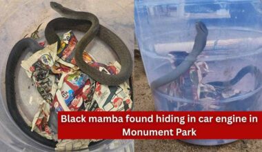 Black mamba found hiding in car engine in Monument Park