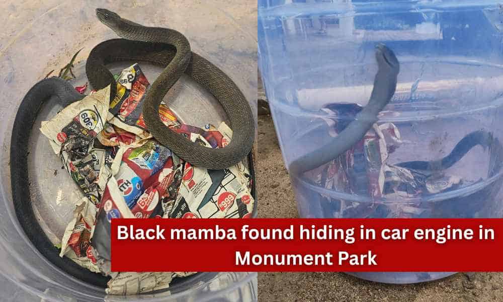 Black mamba found hiding in car engine in Monument Park