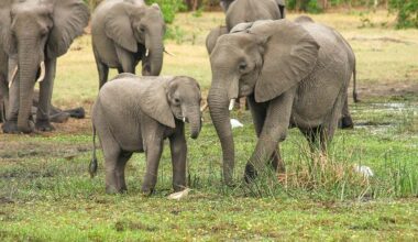 Kenya Wildlife Service begins taxidermy preservation of famous elephant