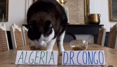 voici Nimbus, le chat injouable aux pronostics devenu viral