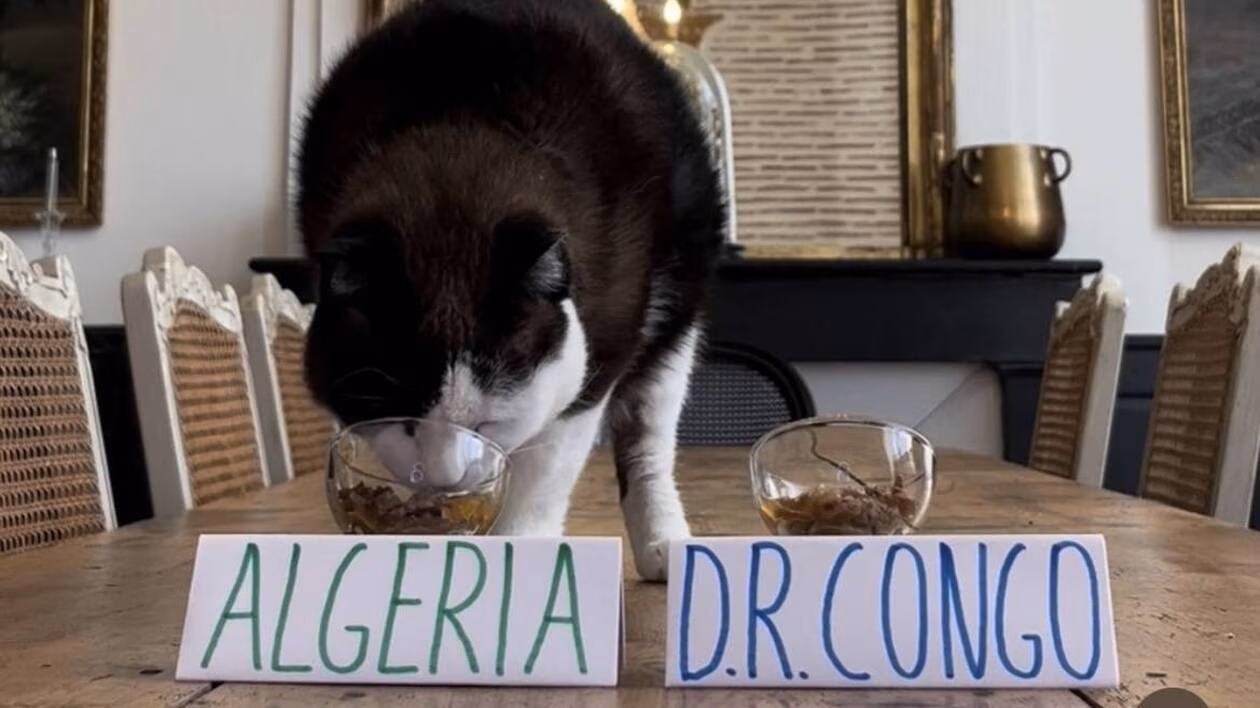 voici Nimbus, le chat injouable aux pronostics devenu viral