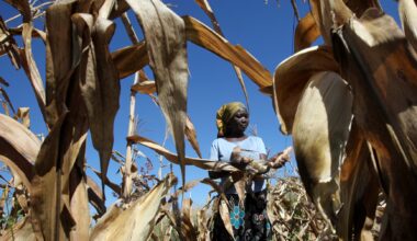 Zimbabwe brings back maize import ban after bumper harvest