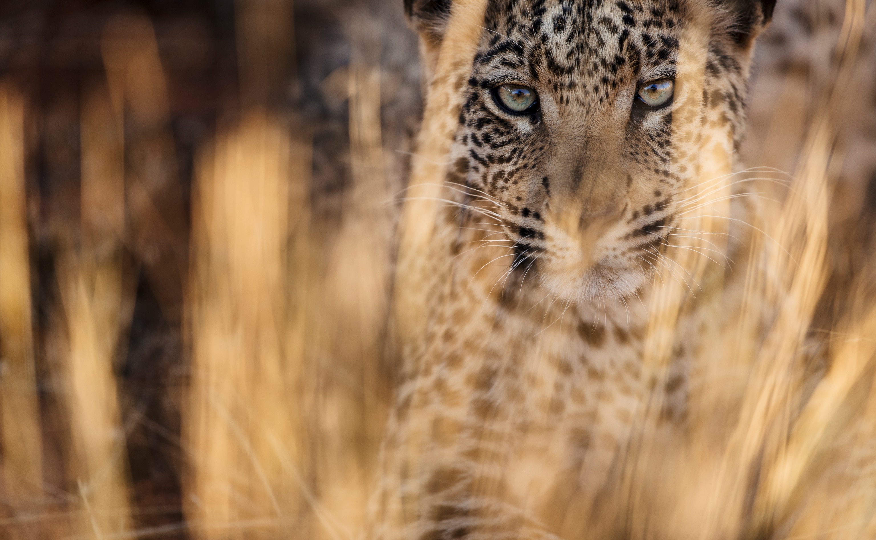 A leopard face partially covered by tall grass and looking directly into the camera