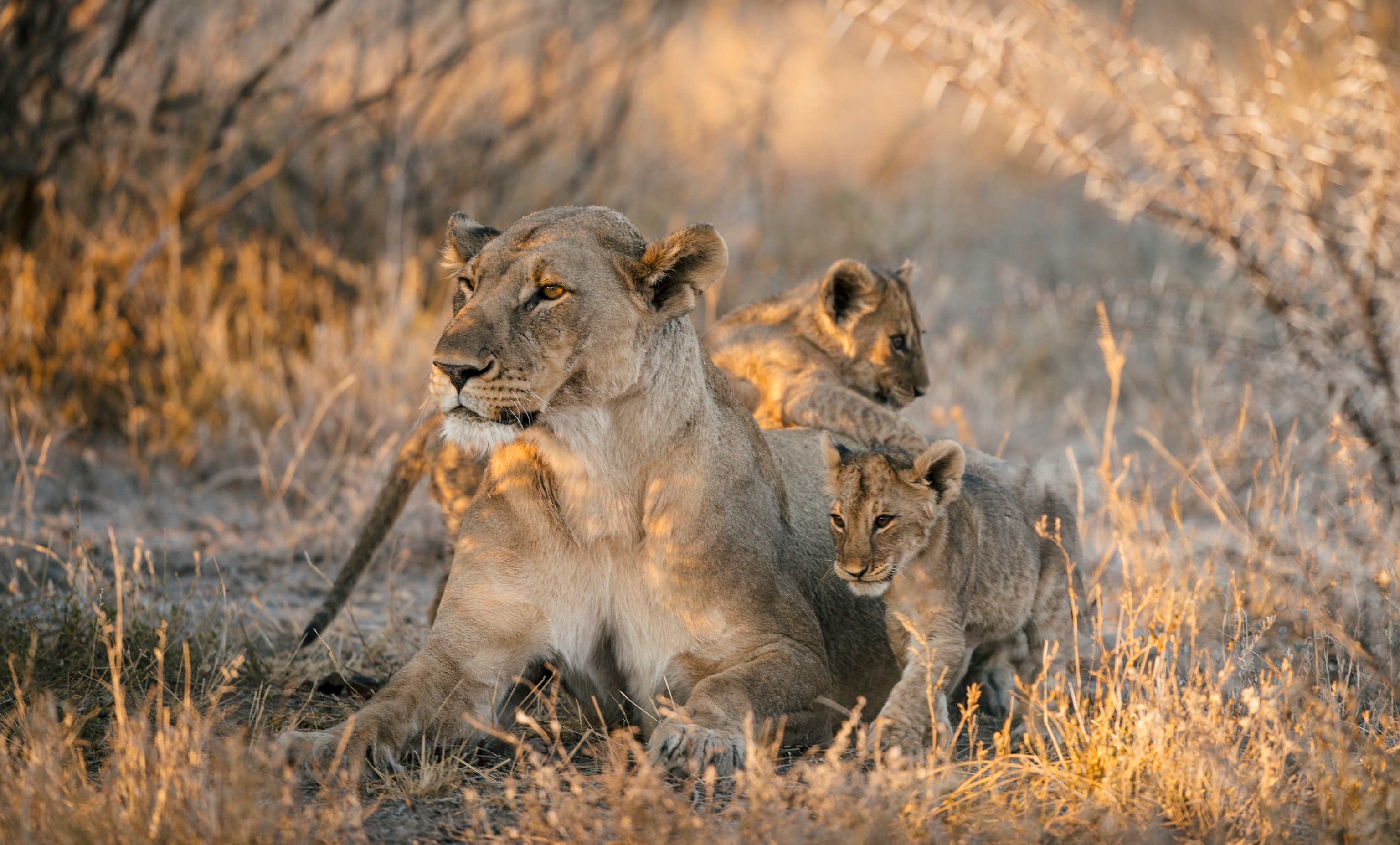 A lioness and two cubs laying in the grass and dirt
