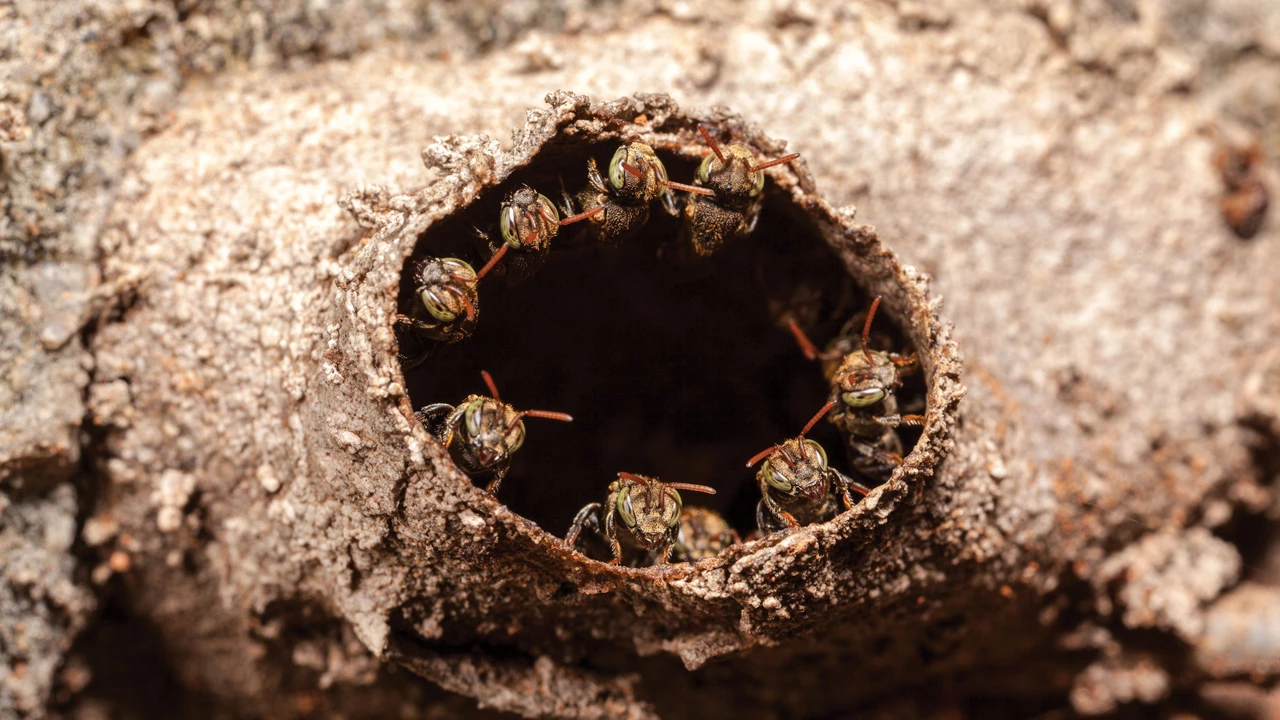 A few stingless bees gather around an opening in their colony.
