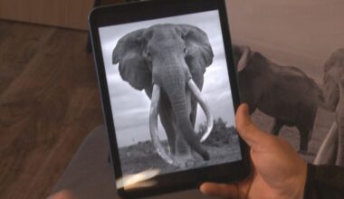 The death of an elephant in Kenya has ripples felt all the way to Alaska