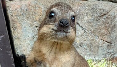 Rocking New Names for Rock Hyrax Pups