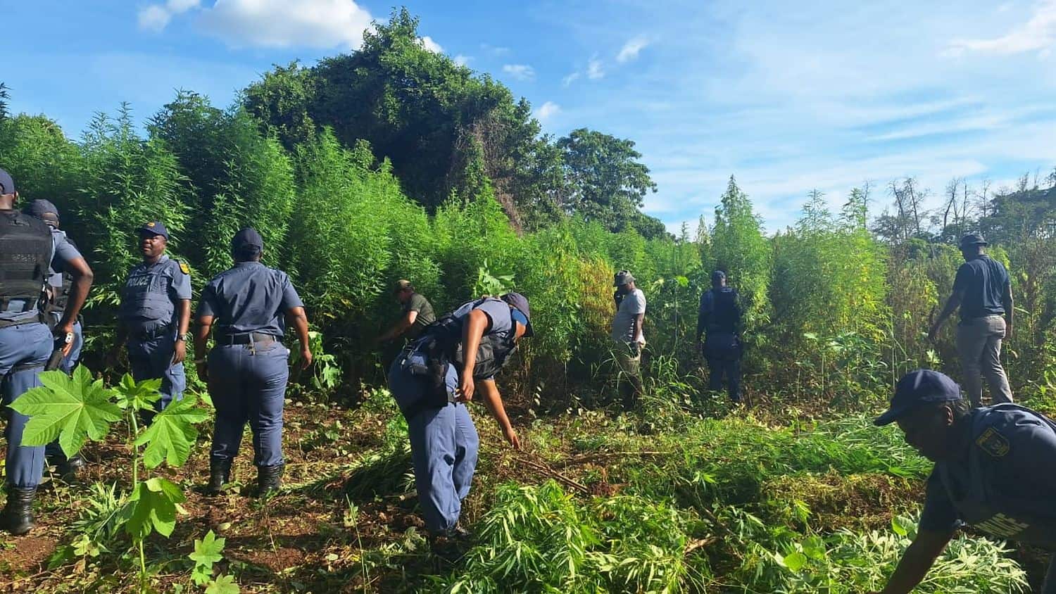 The dagga plants were uprooted and disposed of during the police operation. Picture: Supplied/Saps