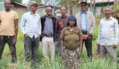 Researchers develop new fodder variety to boost livestock productivity in Ethiopia’s semi-arid regions