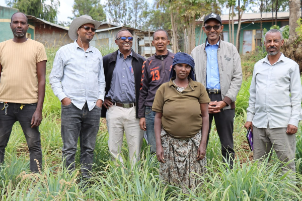 Researchers develop new fodder variety to boost livestock productivity in Ethiopia’s semi-arid regions