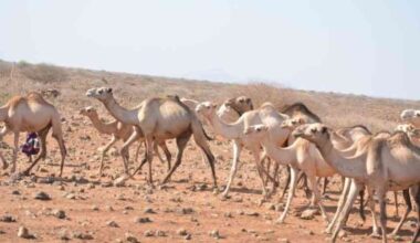 Twenty-three counties facing food shortage as drought crisis deepens
