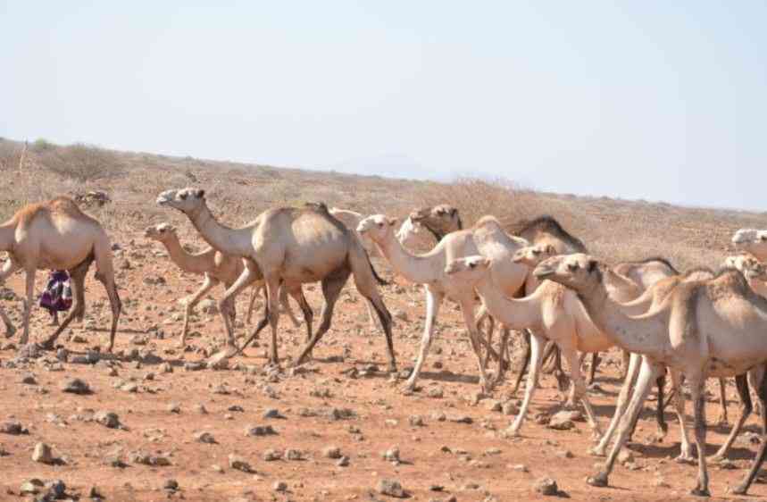 Twenty-three counties facing food shortage as drought crisis deepens