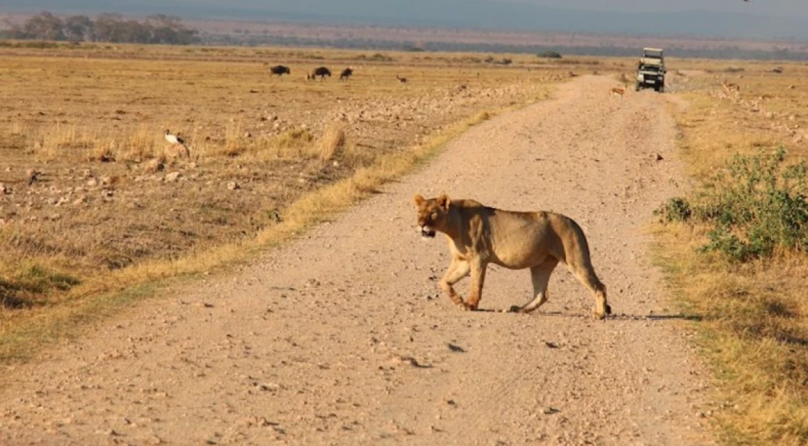 Poisoned carcass kills 6 lions, 34 vultures near Amboseli National Park