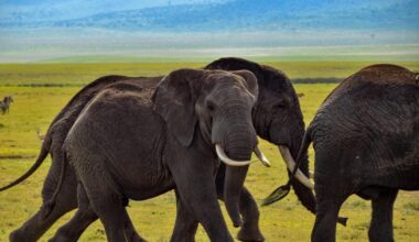 Top 10 Best Tanzanian Local Safari Tour Companies