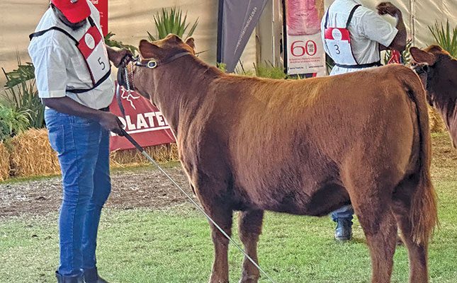 How to show off your animals in a show ring