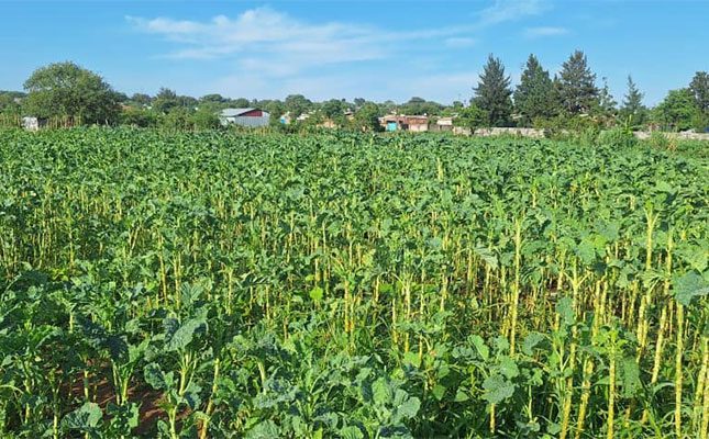 Zim city’s suburban community gardens drive urban farming