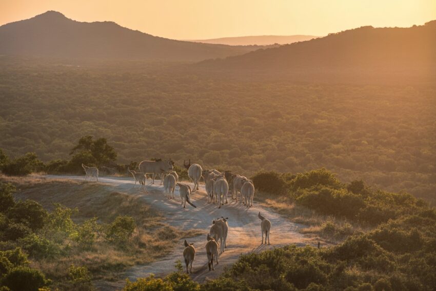 South africa 2 - travel and tour world