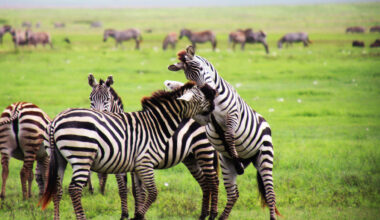Is it safe to travel to Tanzania for safaris? Experts weigh in: Travel Weekly