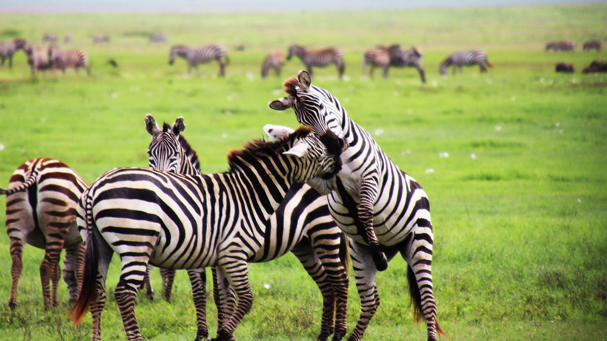 Is it safe to travel to Tanzania for safaris? Experts weigh in: Travel Weekly