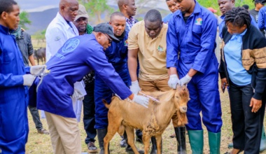 Tanzania’s bold vaccination campaign is driving Africa closer to PPR eradication by 2030 - FAO