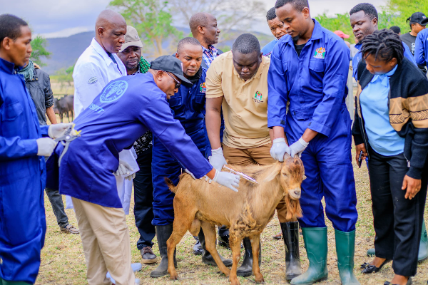 Tanzania’s bold vaccination campaign is driving Africa closer to PPR eradication by 2030 - FAO