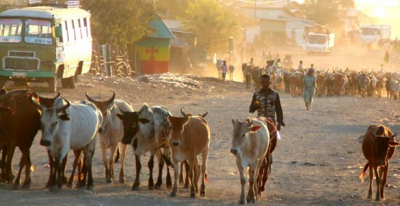 Tigrayan women return to abuse, not safety