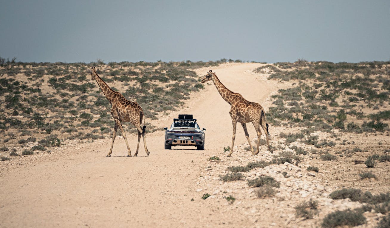 Porsche 911 Dakar on dusty road flanked by giraffes