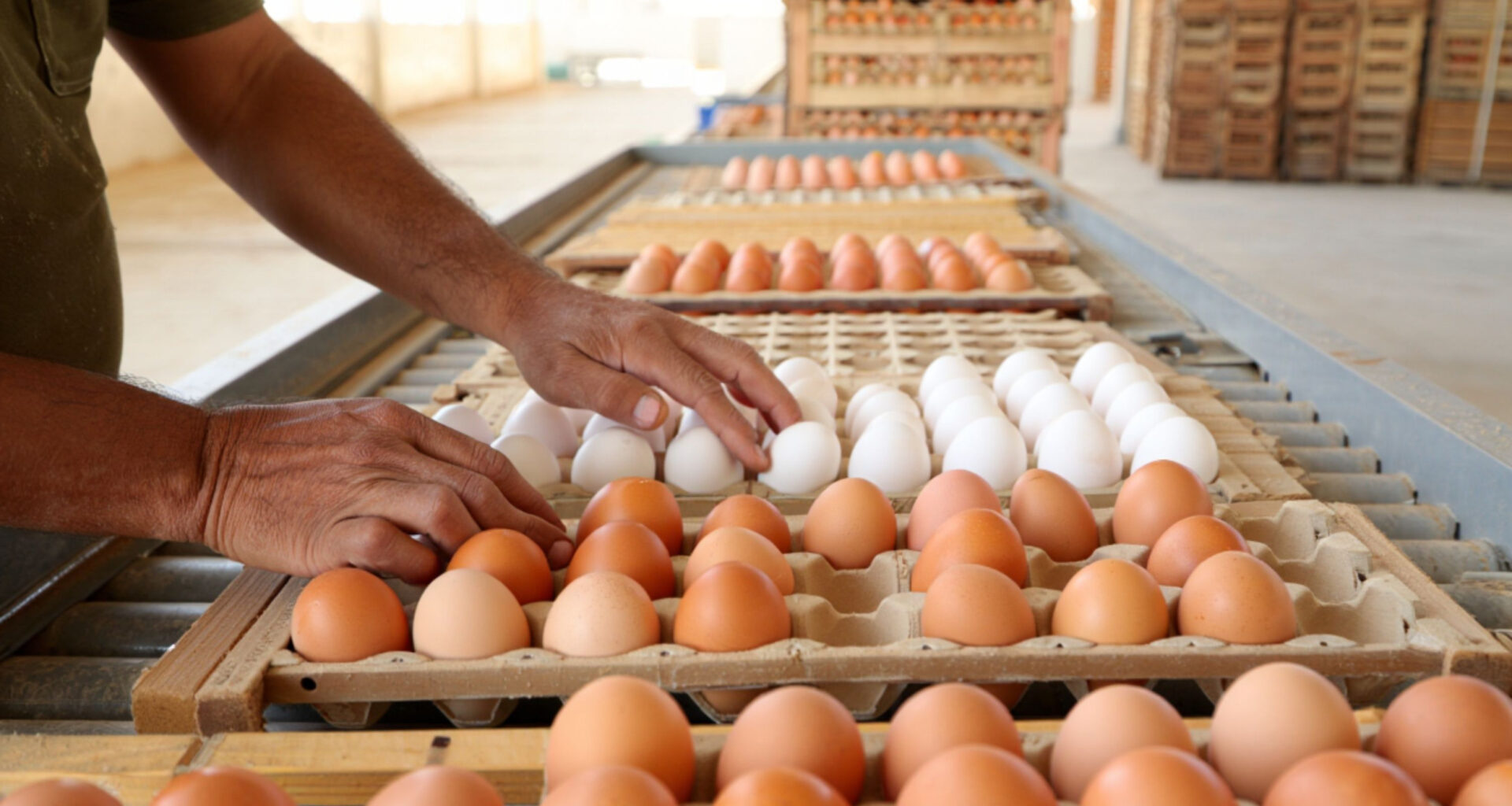 Exploring Africa’s poultry powerhouses – a spotlight on Tunisia
