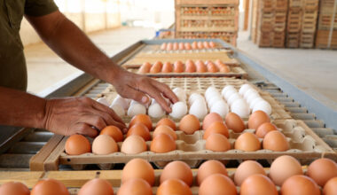 Exploring Africa’s poultry powerhouses – a spotlight on Tunisia