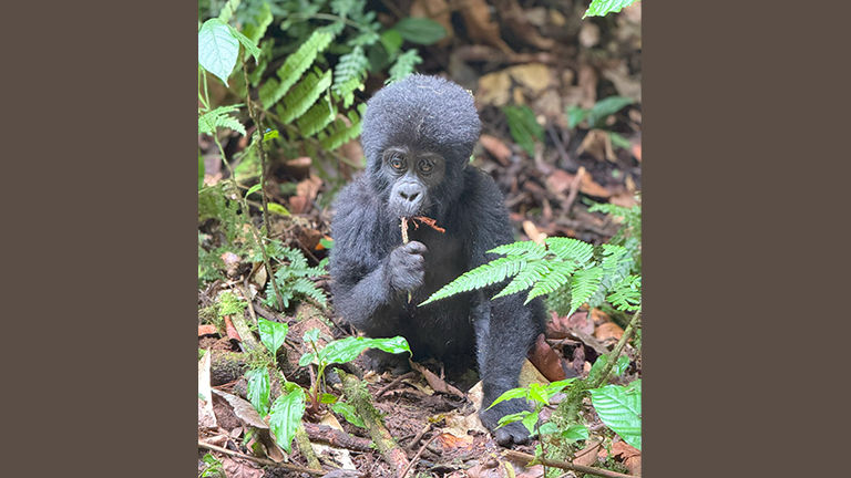 Uganda offers gorilla trekking, traditionally at a more affordable price than Rwanda.