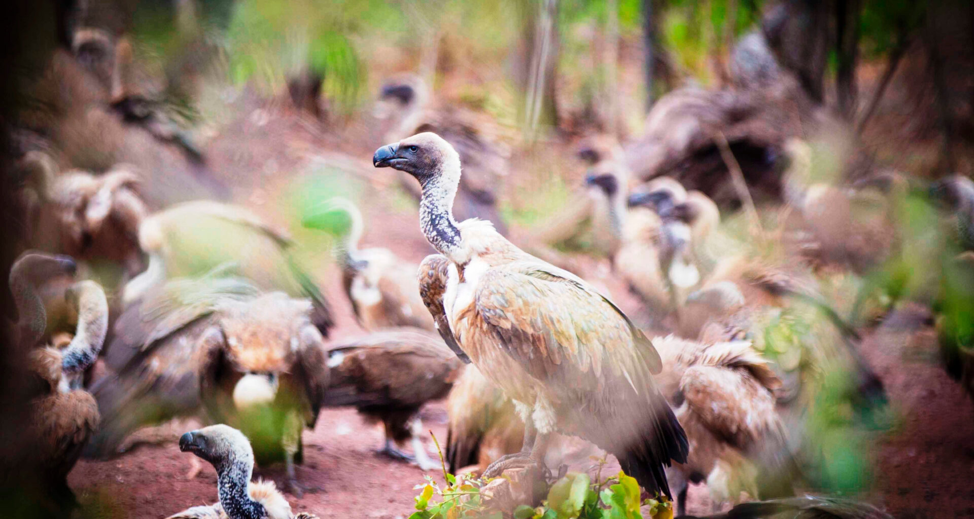 Saving Zimbabwe’s Vultures • The Revelator