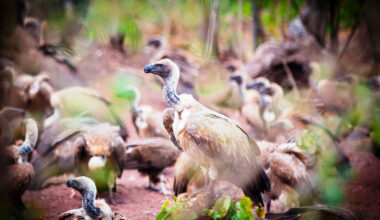 Saving Zimbabwe’s Vultures • The Revelator