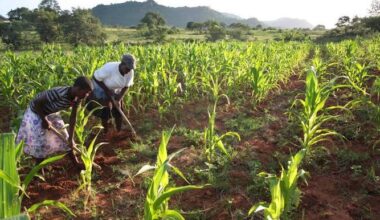 Zimbabwean farmers