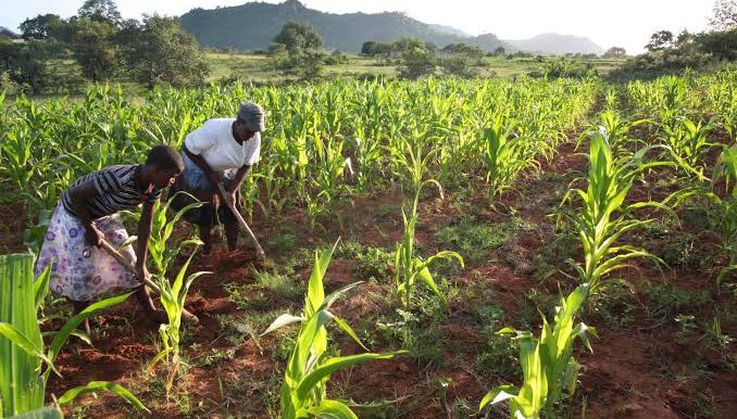 Zimbabwean farmers