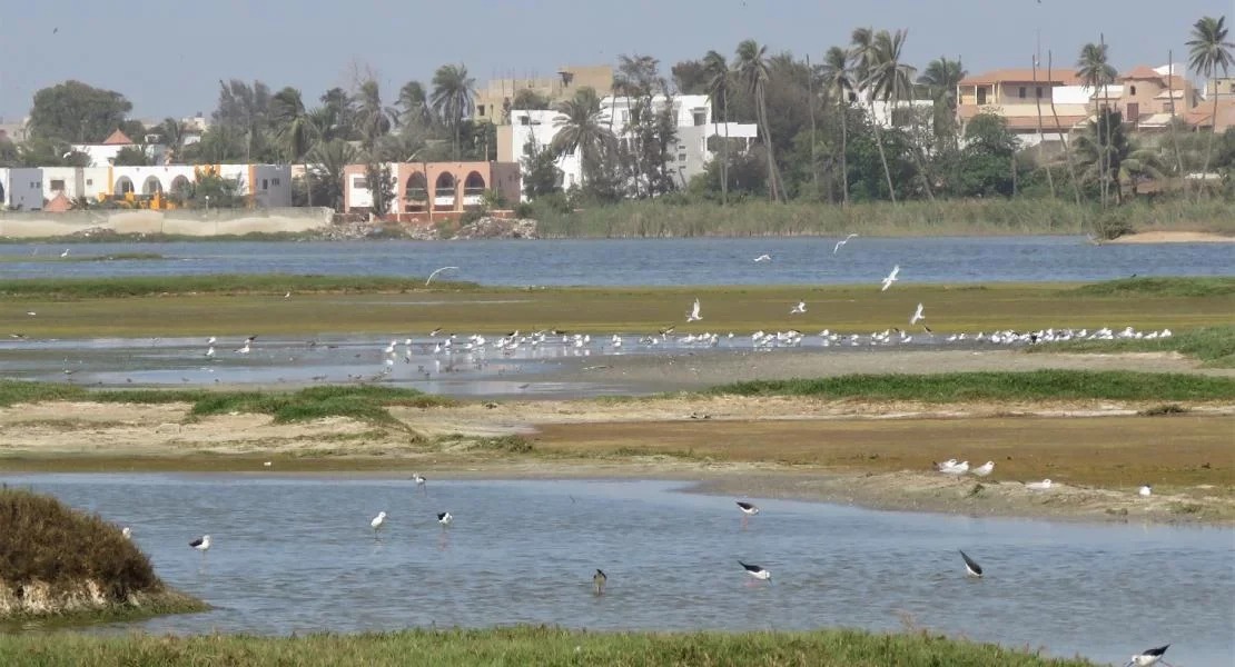 Le Technopôle de Dakar, un refuge naturel sous pression au cœur de la capitale