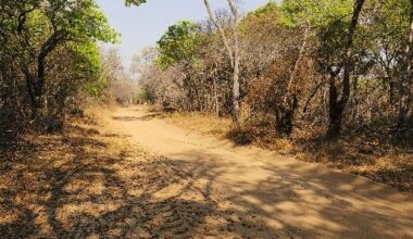 New Interim Forest Stewardship Standard validates responsible forest management in Zimbabwe