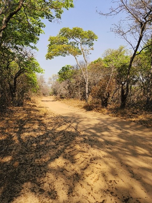 New Interim Forest Stewardship Standard validates responsible forest management in Zimbabwe