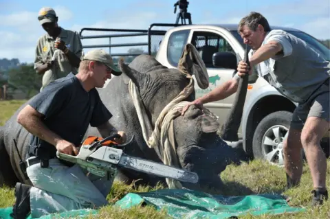 Getty Images Veterinarian, William Fowlds saws off the horn of a rhinocerous while game ranger Mof Swanepoel restrains her at the Kragga Kamma Game Park on March 30, 2011 in Port Elizabeth, South Africa. Horns are being removed from rhinos in an attempt to avoid the rhino being poached for sale to the black market