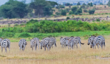 Booking a safari this year? How to make sure it’s ethical