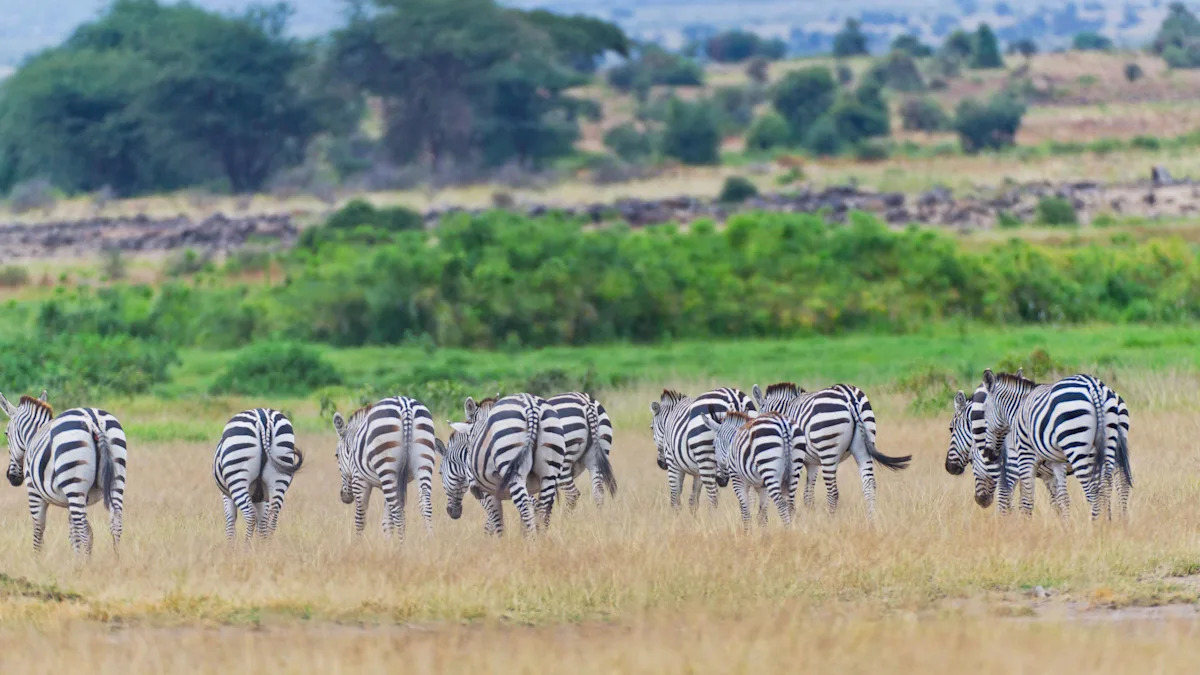 Booking a safari this year? How to make sure it’s ethical