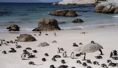 Boulders traffic nightmare for locals and tourists